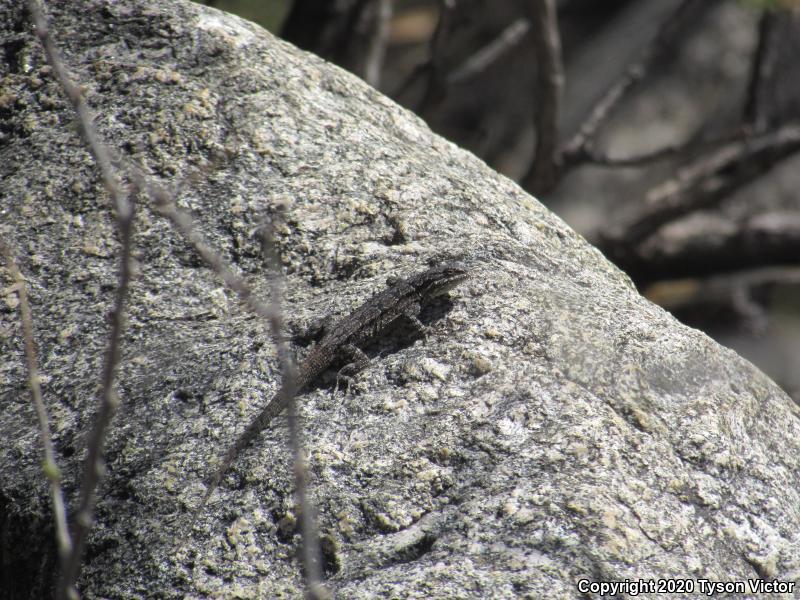 Schott's Tree Lizard (Urosaurus ornatus schottii)