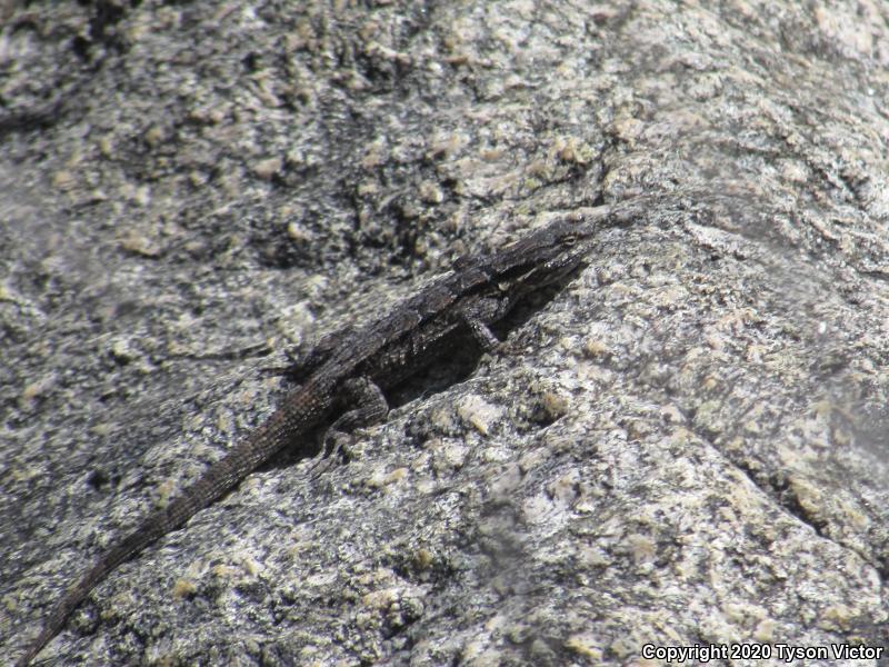 Schott's Tree Lizard (Urosaurus ornatus schottii)