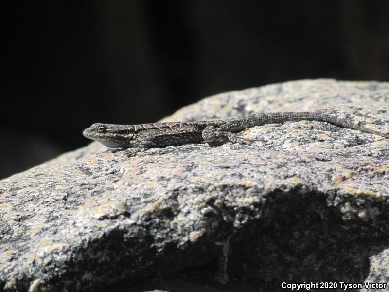 Schott's Tree Lizard (Urosaurus ornatus schottii)