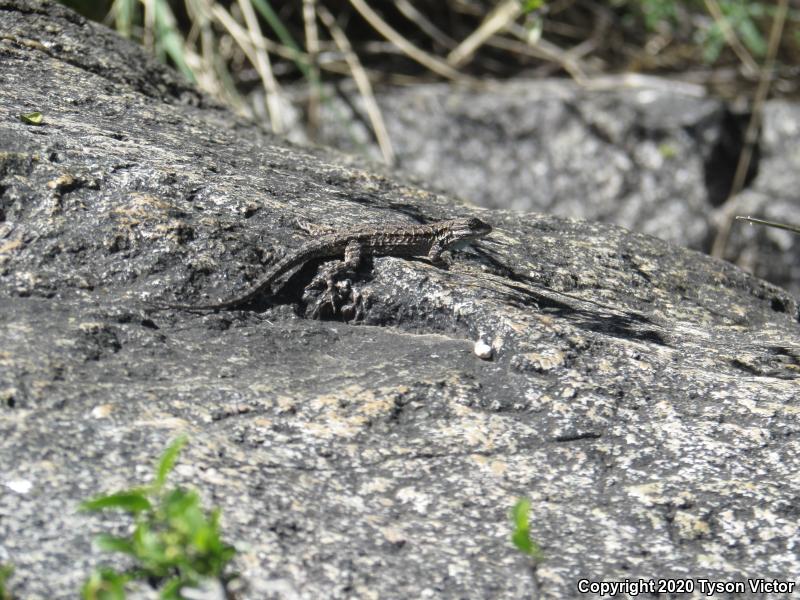 Schott's Tree Lizard (Urosaurus ornatus schottii)