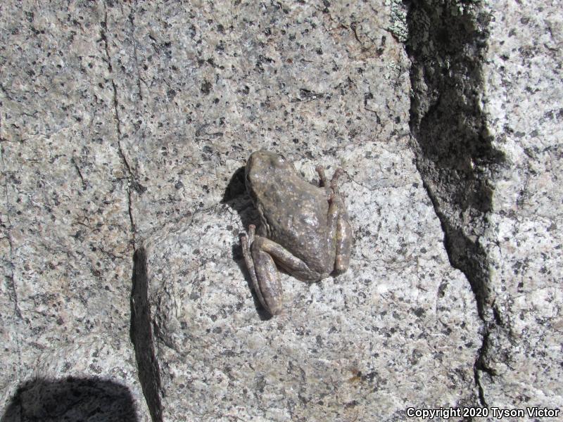 Canyon Treefrog (Hyla arenicolor)