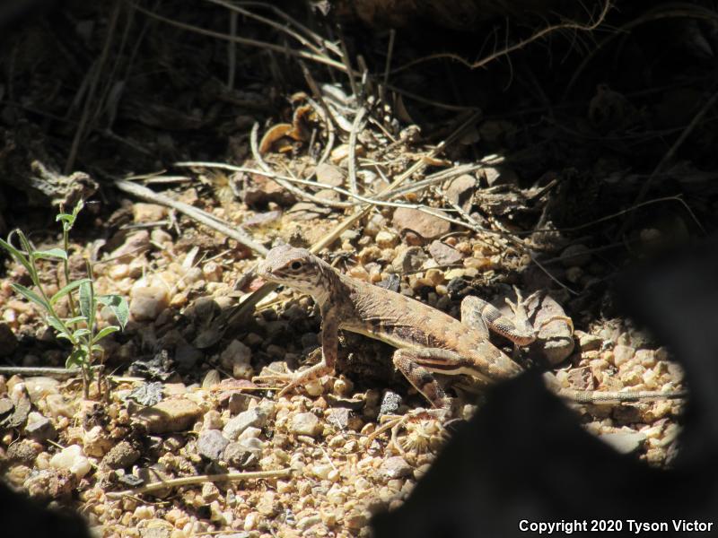 Eastern Zebra-tailed Lizard (Callisaurus draconoides ventralis)