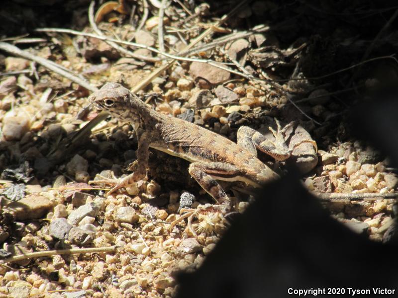 Eastern Zebra-tailed Lizard (Callisaurus draconoides ventralis)