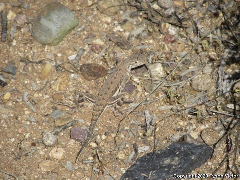 Eastern Zebra-tailed Lizard (Callisaurus draconoides ventralis)