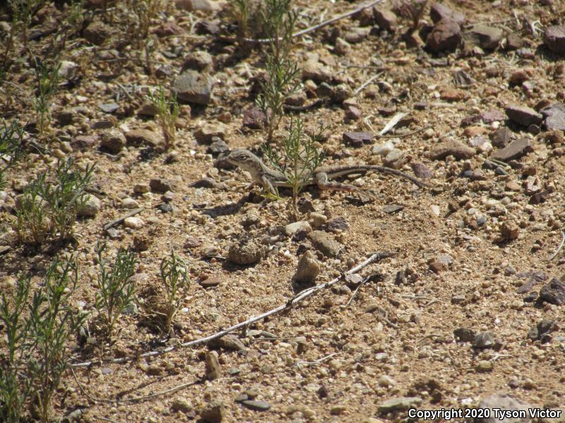 Eastern Zebra-tailed Lizard (Callisaurus draconoides ventralis)