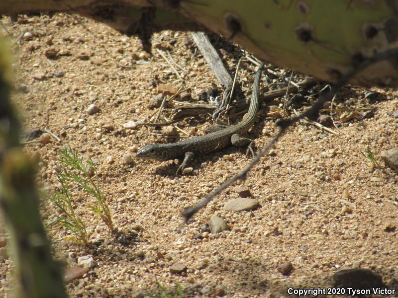 Southern Whiptail (Aspidoscelis tigris punctilinealis)