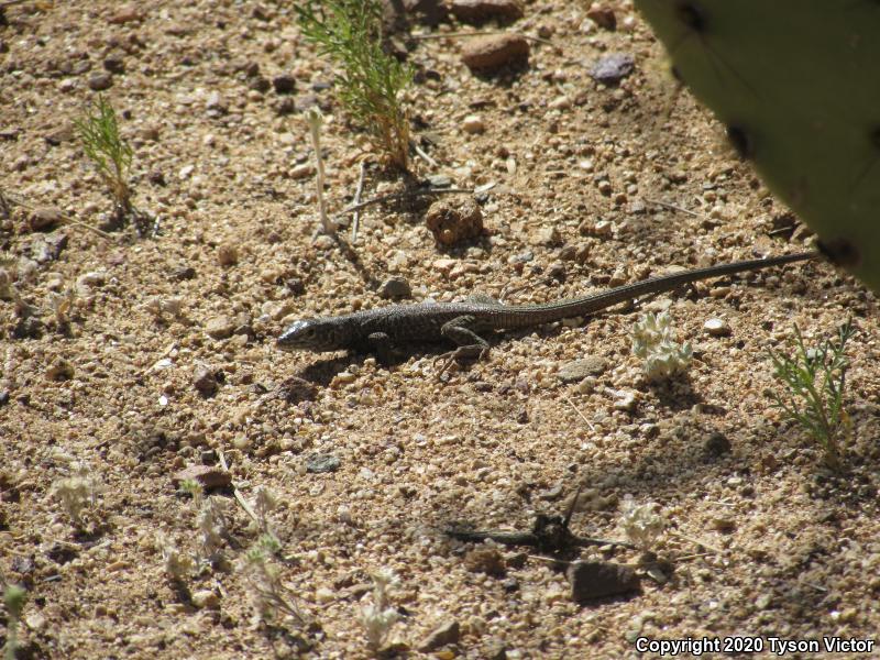 Southern Whiptail (Aspidoscelis tigris punctilinealis)