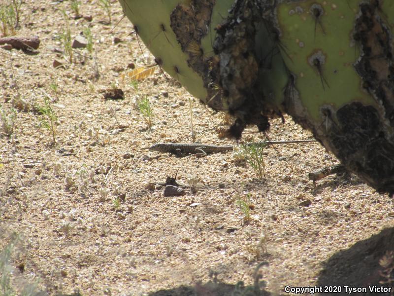 Southern Whiptail (Aspidoscelis tigris punctilinealis)