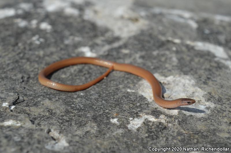 Flat-headed Snake (Tantilla gracilis)