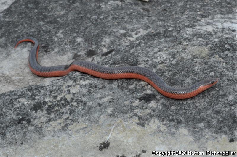 Western Wormsnake (Carphophis vermis)