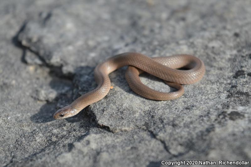 Rough Earthsnake (Virginia striatula)