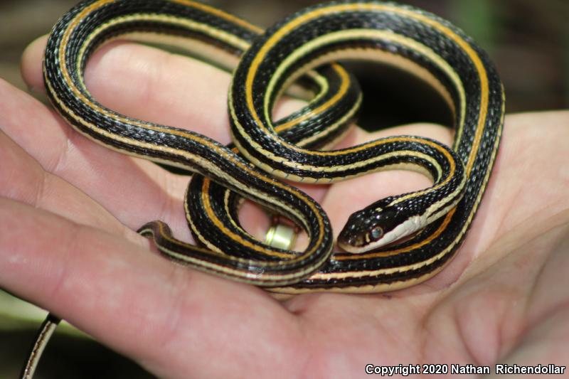 Orange-striped Ribbonsnake (Thamnophis proximus proximus)