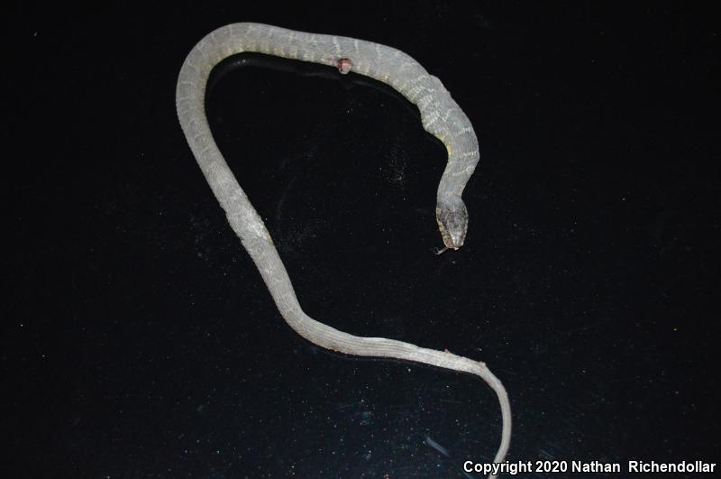 Blotched Watersnake (Nerodia erythrogaster transversa)