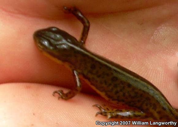 Red-Spotted Newt (Notophthalmus viridescens viridescens)