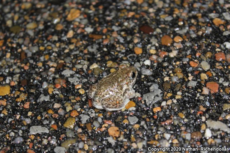 Plains Spadefoot (Spea bombifrons)