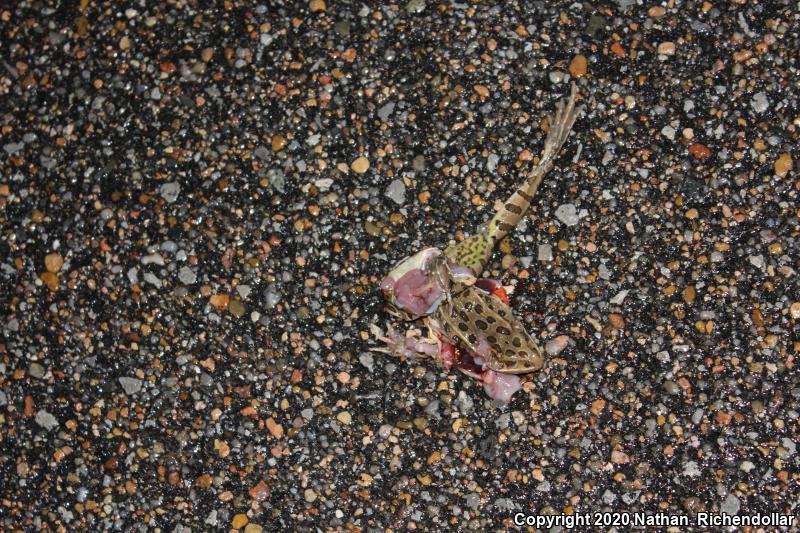 Plains Leopard Frog (Lithobates blairi)