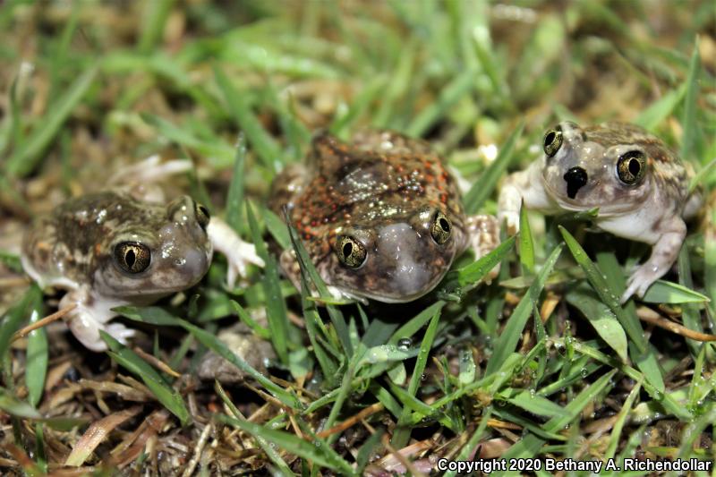 Plains Spadefoot (Spea bombifrons)