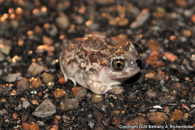 Plains Spadefoot (Spea bombifrons)