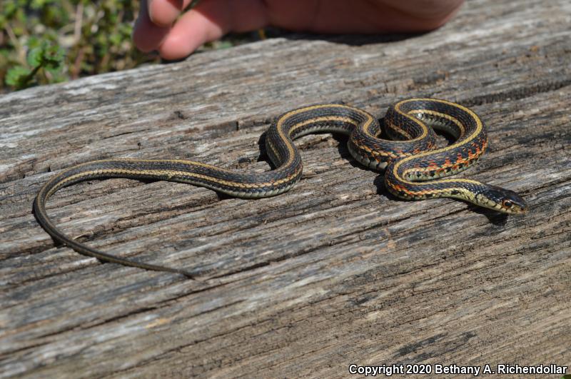 Red-sided Gartersnake (Thamnophis sirtalis parietalis)