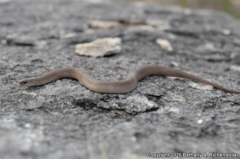 Rough Earthsnake (Virginia striatula)