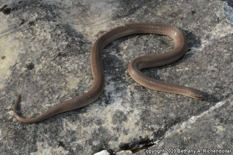 Rough Earthsnake (Virginia striatula)