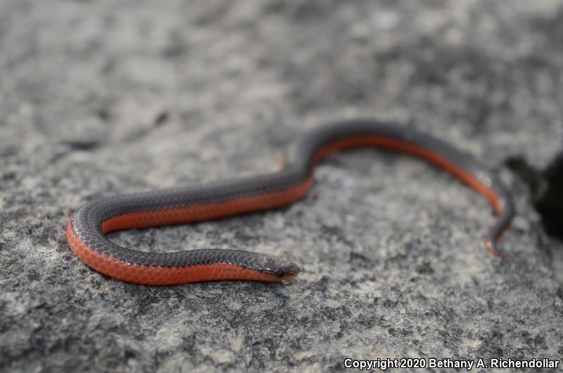 Western Wormsnake (Carphophis vermis)