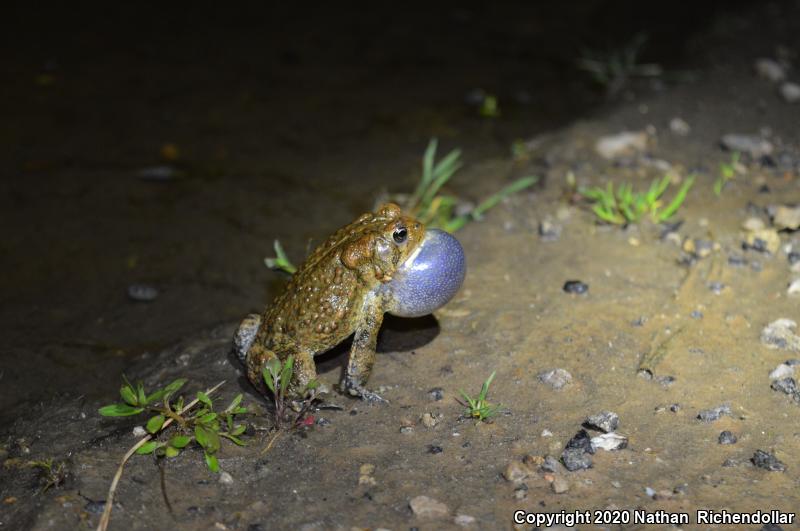 Dwarf American Toad (Anaxyrus americanus charlesmithi)