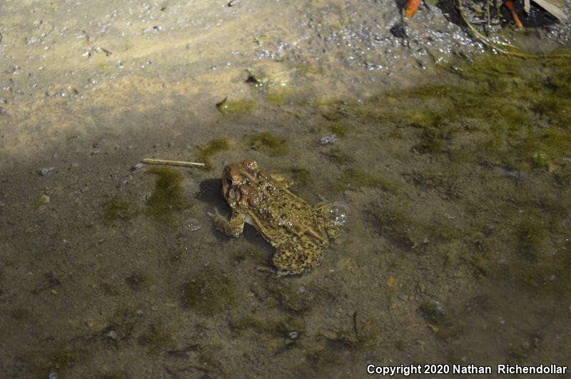 Dwarf American Toad (Anaxyrus americanus charlesmithi)