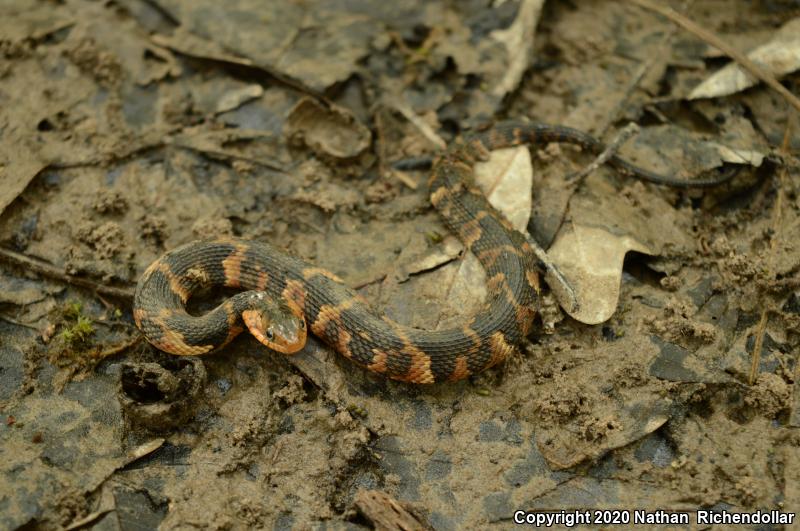 Broad-banded Watersnake (Nerodia fasciata confluens)