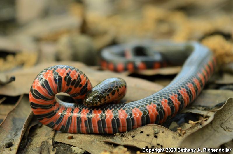 Western Mudsnake (Farancia abacura reinwardtii)