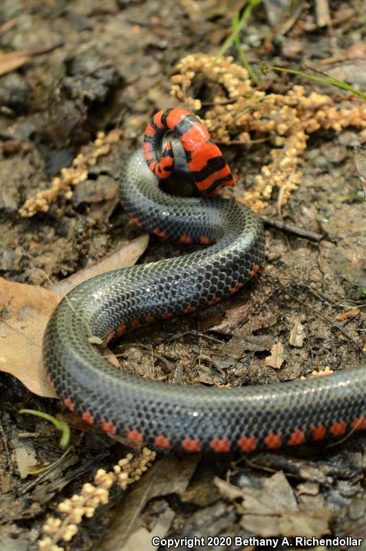 Western Mudsnake (Farancia abacura reinwardtii)