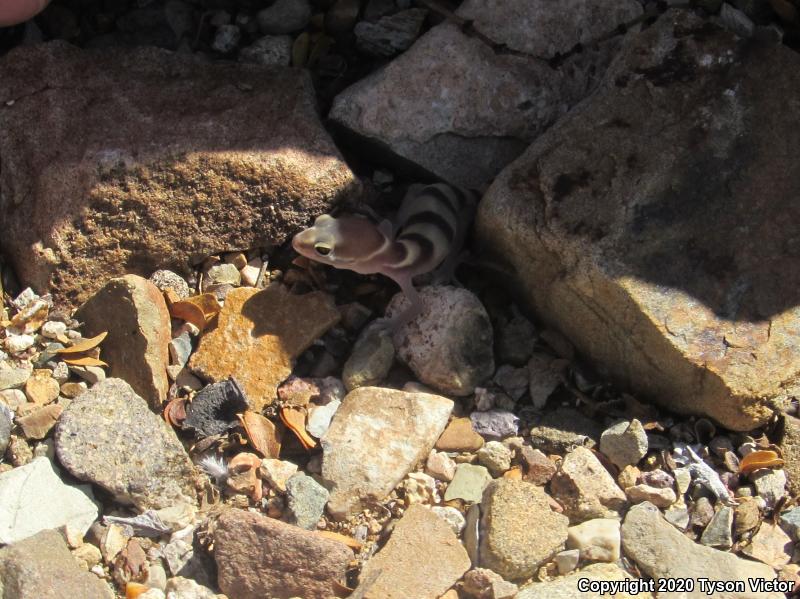 Tucson Banded Gecko (Coleonyx variegatus bogerti)