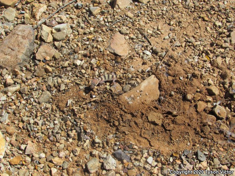 Tucson Banded Gecko (Coleonyx variegatus bogerti)