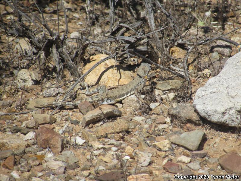 Eastern Zebra-tailed Lizard (Callisaurus draconoides ventralis)