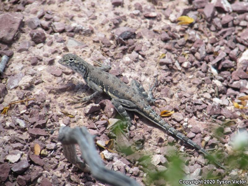 Eastern Zebra-tailed Lizard (Callisaurus draconoides ventralis)