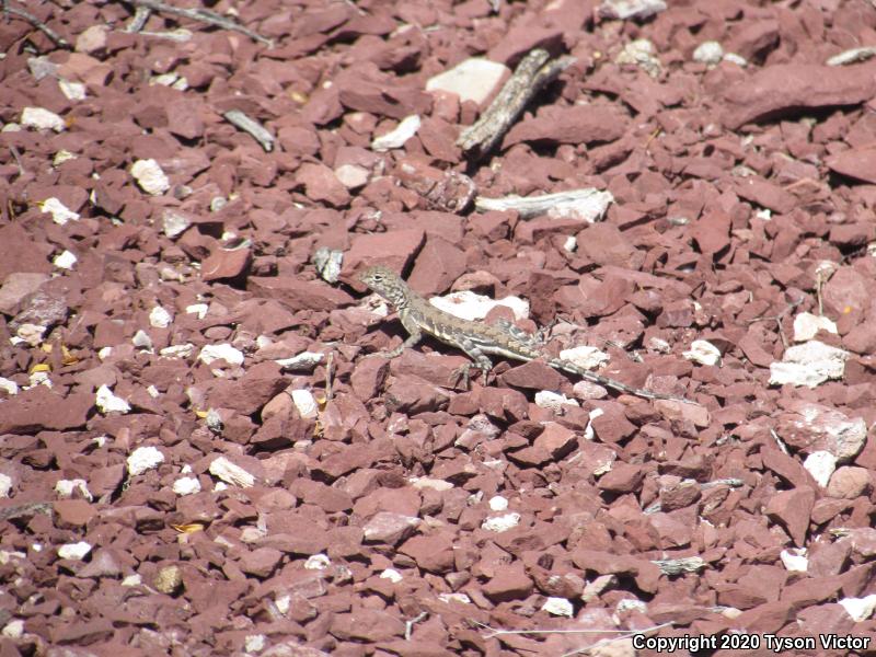 Eastern Zebra-tailed Lizard (Callisaurus draconoides ventralis)