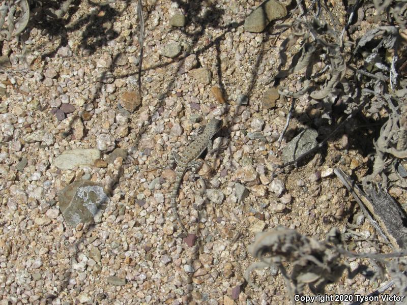 Eastern Zebra-tailed Lizard (Callisaurus draconoides ventralis)