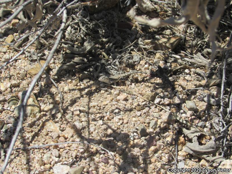 Eastern Zebra-tailed Lizard (Callisaurus draconoides ventralis)