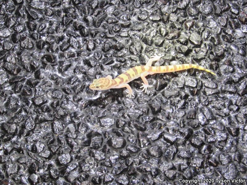 Tucson Banded Gecko (Coleonyx variegatus bogerti)