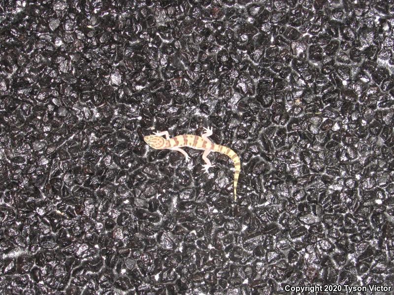 Tucson Banded Gecko (Coleonyx variegatus bogerti)