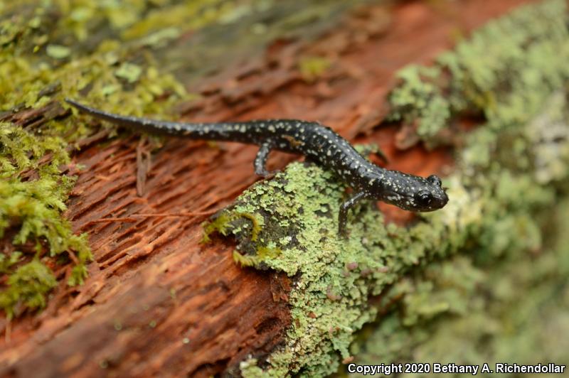 Sequoyah Slimy Salamander (Plethodon sequoyah)