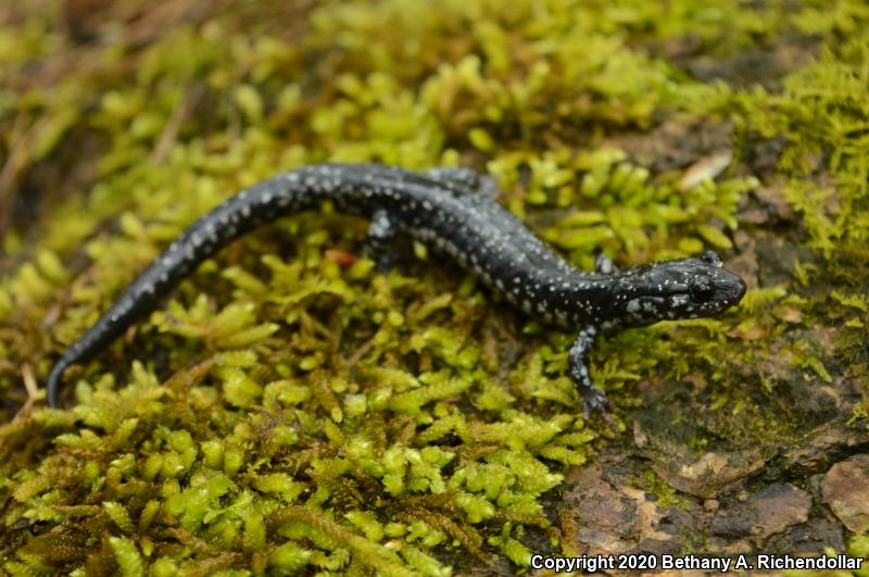 Kiamichi Slimy Salamander (Plethodon kiamichi)