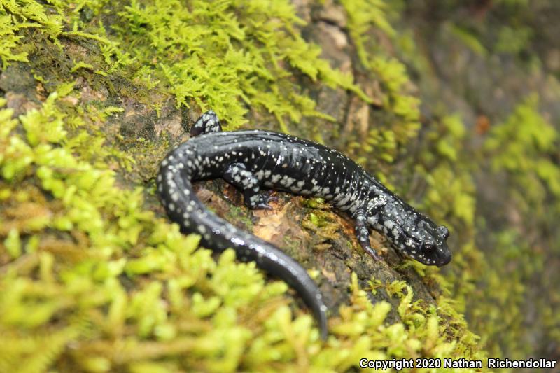 Kiamichi Slimy Salamander (Plethodon kiamichi)