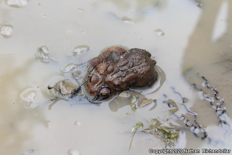 Dwarf American Toad (Anaxyrus americanus charlesmithi)