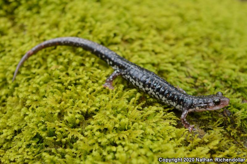 Caddo Mountain Salamander (Plethodon caddoensis)