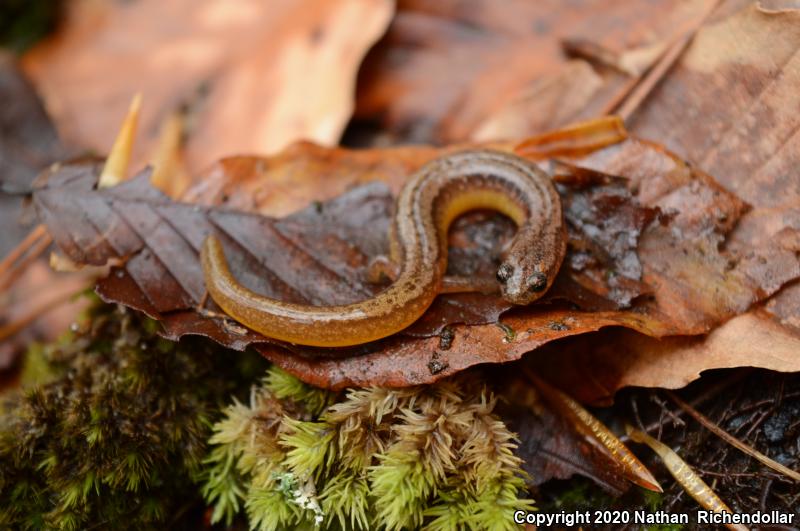 Many-ribbed Salamander (Eurycea multiplicata)