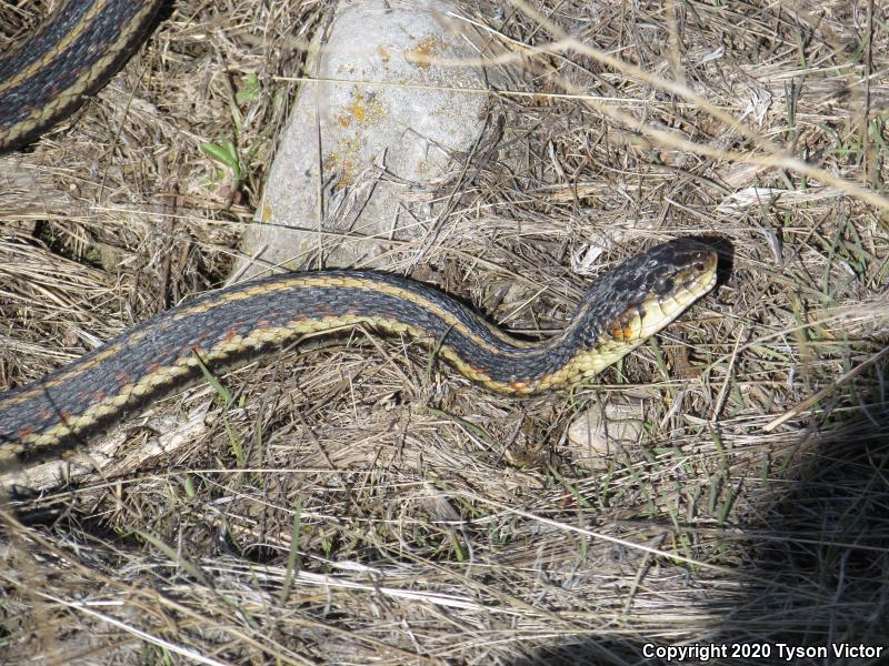 Valley Gartersnake (Thamnophis sirtalis fitchi)