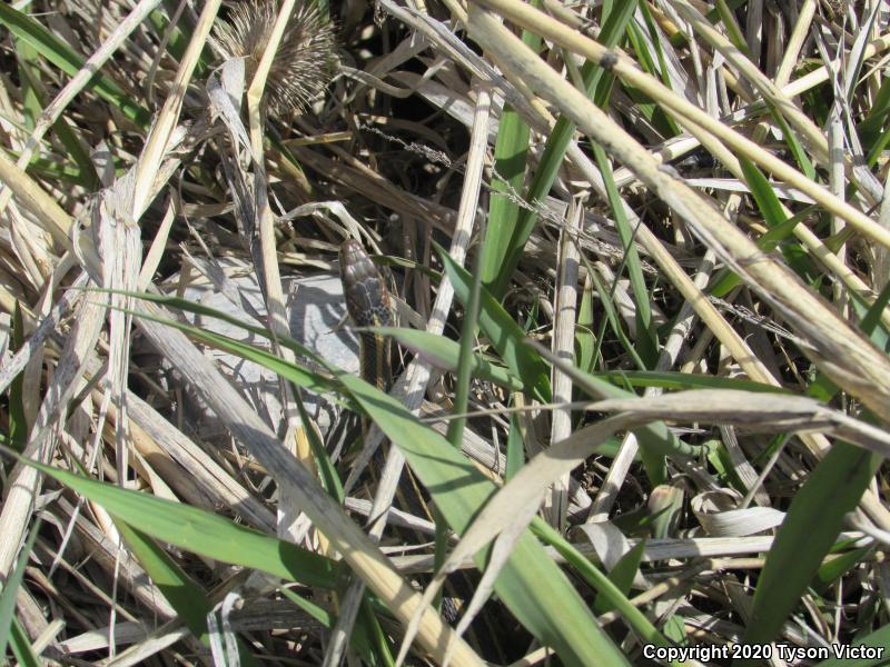 Valley Gartersnake (Thamnophis sirtalis fitchi)