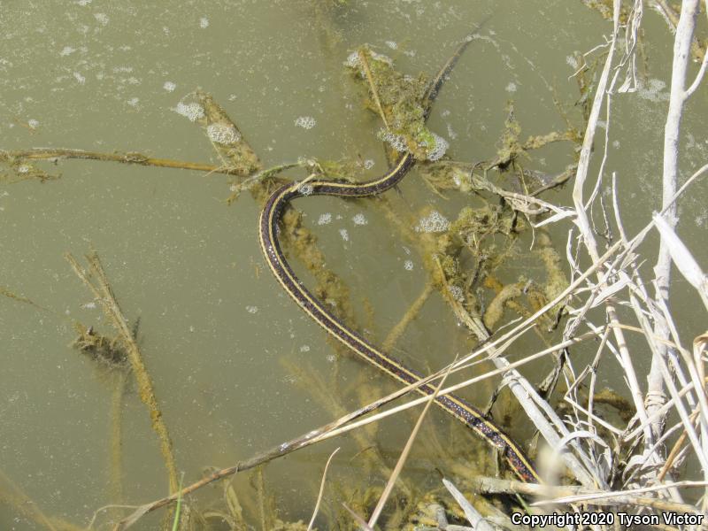 Valley Gartersnake (Thamnophis sirtalis fitchi)