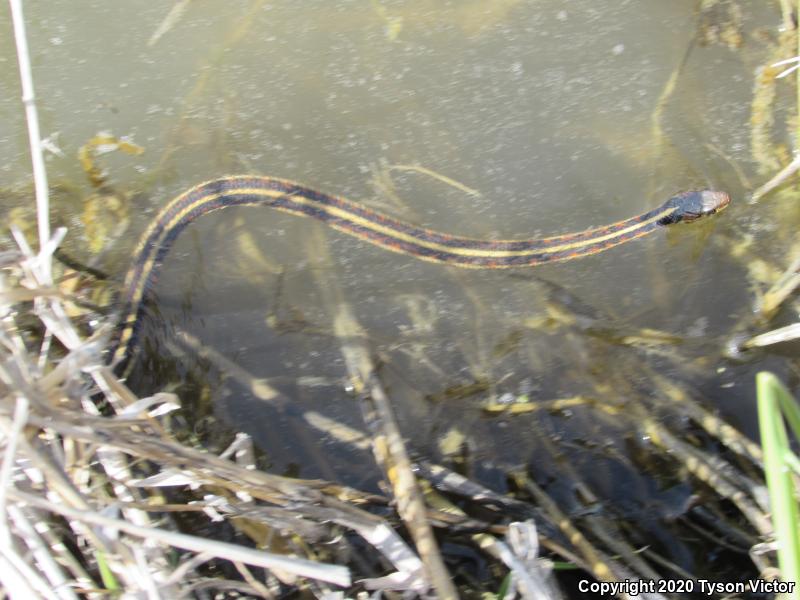 Valley Gartersnake (Thamnophis sirtalis fitchi)